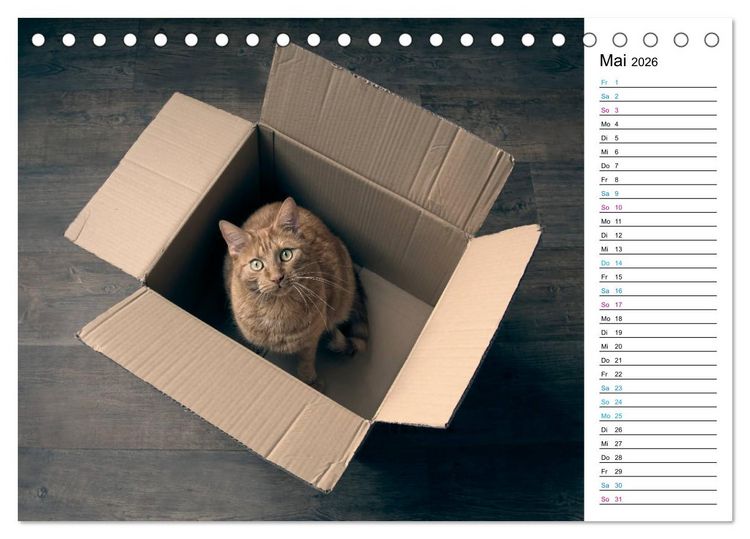 Produktbild: Karton Katzen (Tischkalender 2026 DIN A5 quer), CALVENDO Monatskalender