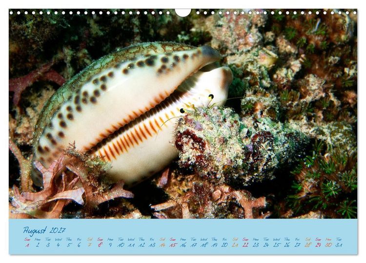 Produktbild: Sea Slugs - Little Wonders - Pure Beauties (Wall Calendar 2027 DIN A3 landscape), CALVENDO 12 Month Wall Calendar