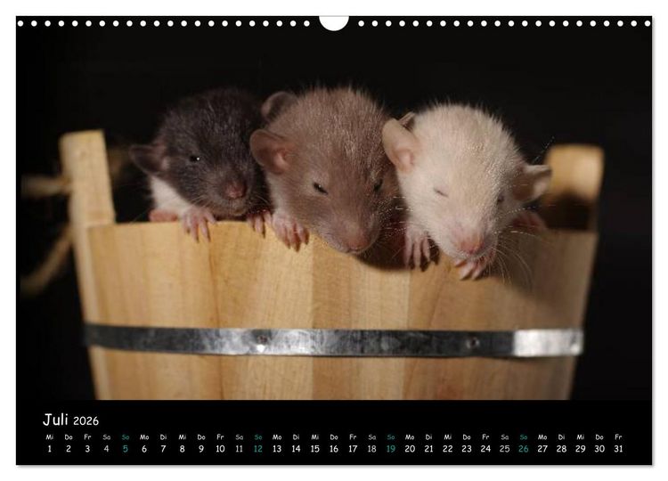 Produktbild: Fellnasen. Die bunte Welt der Farbratten. (Wandkalender 2026 DIN A3 quer), CALVENDO Monatskalender