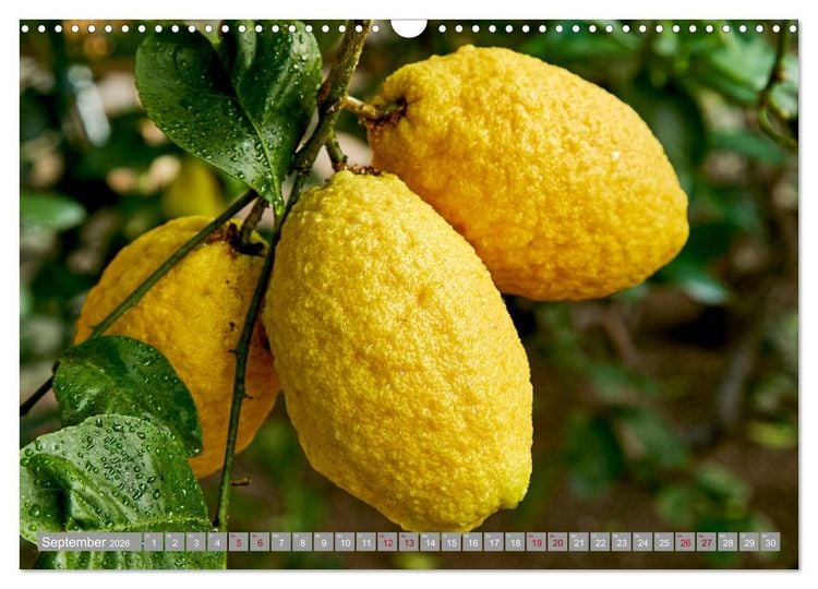 Produktbild: Bio Zitrus Garten (Wandkalender 2026 DIN A3 quer), CALVENDO Monatskalender