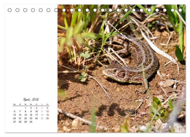 Produktbild: Eidechsen, flinke R&auml;uber (Tischkalender 2026 DIN A5 quer), CALVENDO Monatskalender
