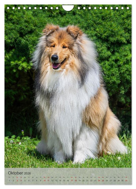 Produktbild: Traumhund Collie - Liebe auf vier Pfoten (Wandkalender 2026 DIN A4 hoch), CALVENDO Monatskalender