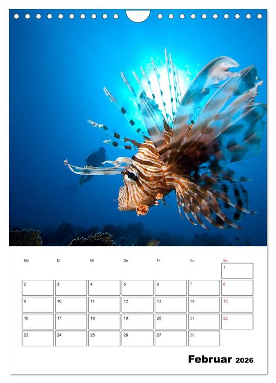 Produktbild: Tauchen - Abtauchen und Staunen (Wandkalender 2026 DIN A4 hoch), CALVENDO Monatskalender
