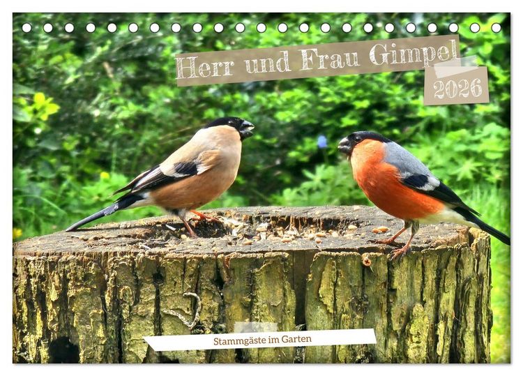Produktbild: Herr und Frau Gimpel - Stammg&auml;ste im Garten (Tischkalender 2026 DIN A5 quer), CALVENDO Monatskalender