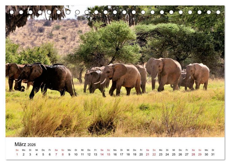 Produktbild: Elefanten Afrikas (Tischkalender 2026 DIN A5 quer), CALVENDO Monatskalender