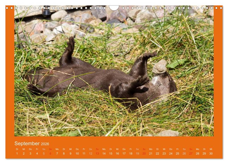 Produktbild: Tierkinder (Wandkalender 2026 DIN A3 quer), CALVENDO Monatskalender