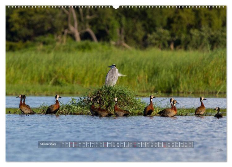 Produktbild: Abenteuer Botswana Afrika - Adventure Botswana (hochwertiger Premium Wandkalender 2026 DIN A2 quer), Kunstdruck in Hochglanz