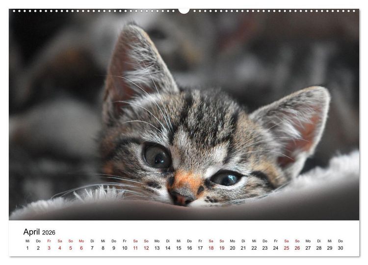 Produktbild: Katzenbabys (Wandkalender 2026 DIN A2 quer), CALVENDO Monatskalender