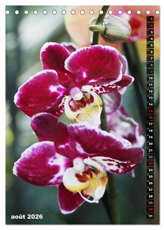 Produktbild: Miracle floral l'orchid&eacute;e (Calendrier de bureau 2026 DIN A5 horizontal), CALVENDO calendrier mensuel