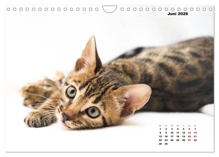 Produktbild: Bengal K&auml;tzchen 2 (Wandkalender 2026 DIN A4 quer), CALVENDO Monatskalender