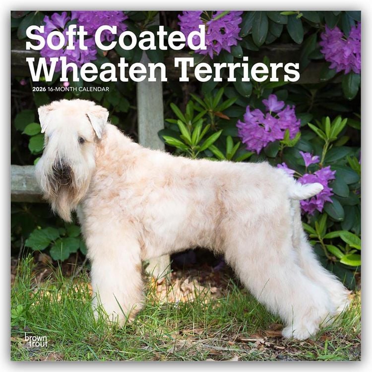 Produktbild: Soft Coated Wheaten Terriers – Soft Coated Wheaten Terrier – 16-Monatskalender