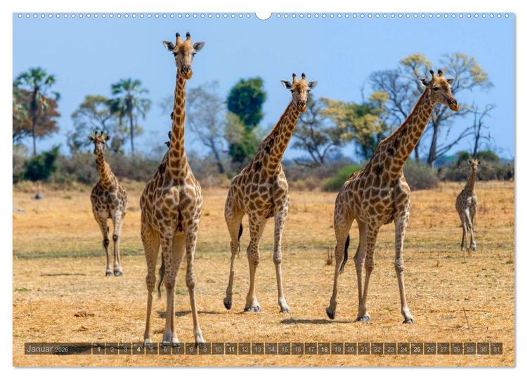 Produktbild: Botswana &ndash; Landschaft und Tierwelt (Wandkalender 2026 DIN A2 quer), CALVENDO Monatskalender