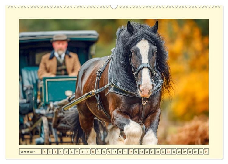 Produktbild: Shire Horse Momente. Masse und Kraft in Bewegung (Wandkalender 2027 DIN A2 quer), CALVENDO Monatskalender