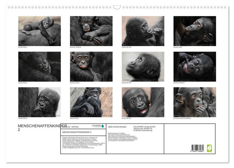 Produktbild: MENSCHENAFFENKINDER 2 (Wandkalender 2026 DIN A2 quer), CALVENDO Monatskalender