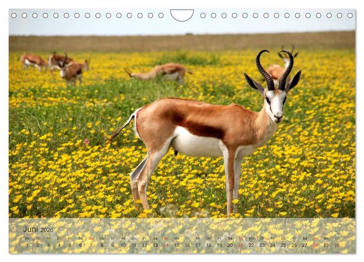 Produktbild: Afrikas sch&ouml;ne Tierwelt (Wandkalender 2026 DIN A4 quer), CALVENDO Monatskalender