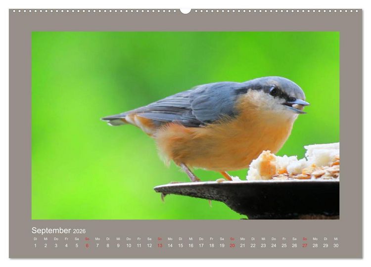 Produktbild: Vogelportr&auml;ts - Heimische V&ouml;gel auf meinem Balkon (hochwertiger Premium Wandkalender 2026 DIN A2 quer), Kunstdruck in Hochglanz
