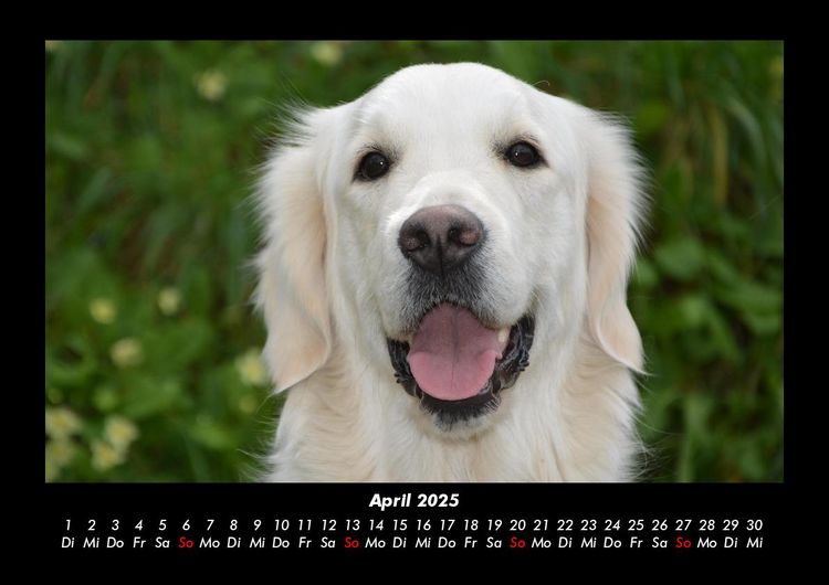 Produktbild: Hundezauber 2025 Fotokalender DIN A3
