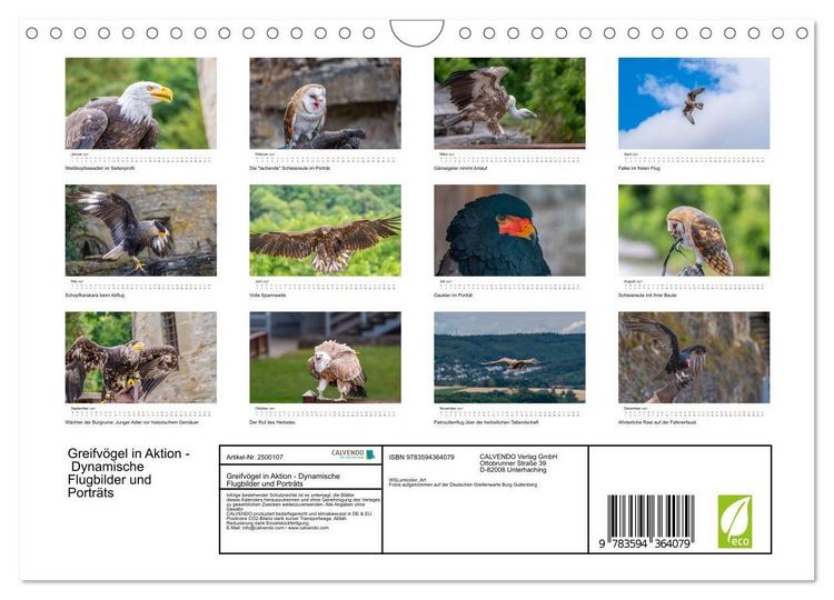 Produktbild: Greifv&ouml;gel in Aktion - Dynamische Flugbilder und Portr&auml;ts (Wandkalender 2027 DIN A4 quer), CALVENDO Monatskalender