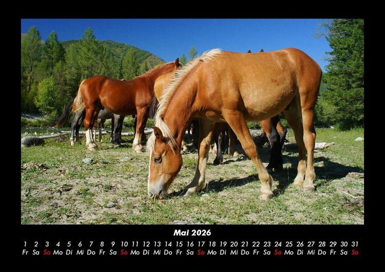 Produktbild: Die Welt der Pferde 2026 Fotokalender DIN A3