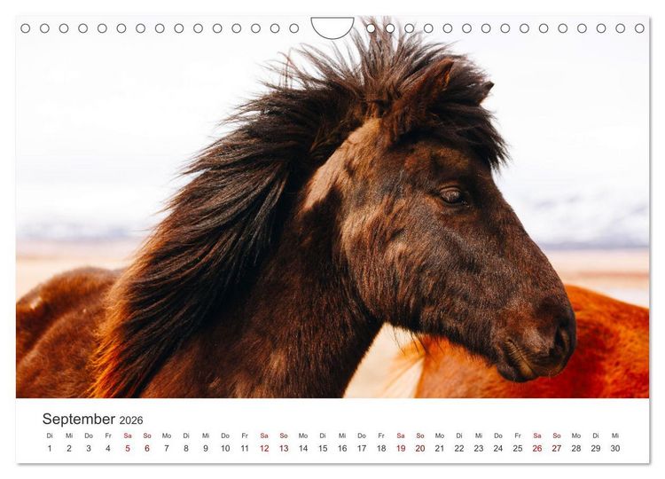 Produktbild: Freiheitsliebende Wildpferde (Wandkalender 2026 DIN A4 quer), CALVENDO Monatskalender