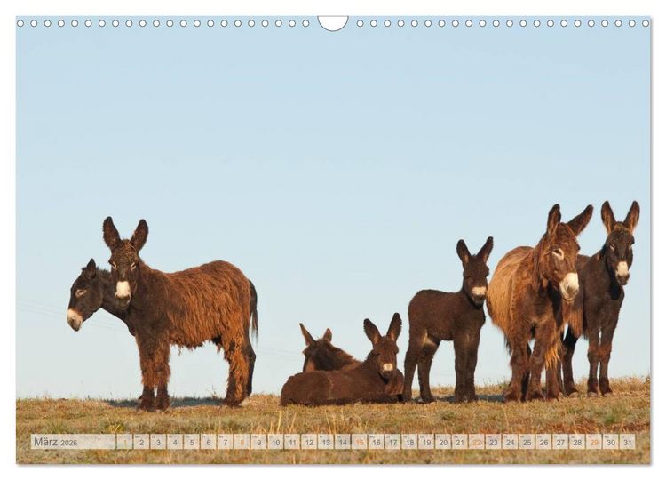 Produktbild: Zauberhafte Esel (Wandkalender 2026 DIN A3 quer), CALVENDO Monatskalender
