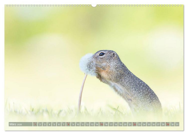Produktbild: Liebenswerte Ziesel - vom Aussterben bedrohte Nagetiere (Wandkalender 2026 DIN A2 quer), CALVENDO Monatskalender