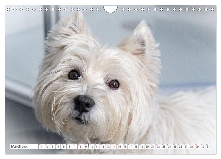 Produktbild: West Highland White Terrier - Your charming companion (Wall Calendar 2026 DIN A4 landscape), CALVENDO 12 Month Wall Calendar