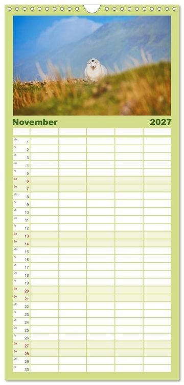 Produktbild: Familienplaner 2027 - Schafe - Weich und wollig mit 5 Spalten (Wandkalender, 21 x 45 cm) CALVENDO