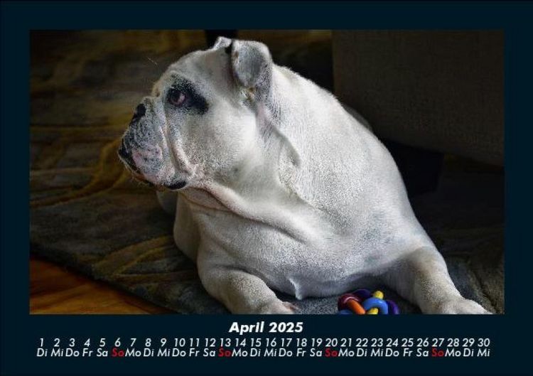 Produktbild: Hunde 2025 Fotokalender DIN A5