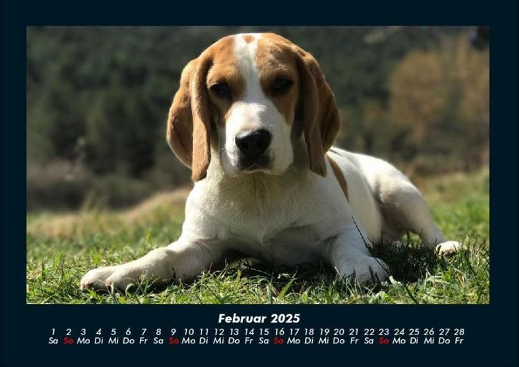 Produktbild: Hunde 2025 Fotokalender DIN A4