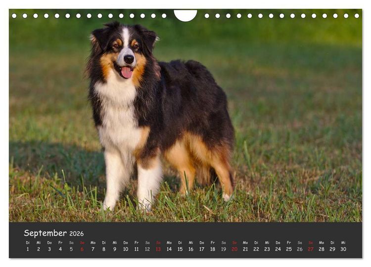 Produktbild: Australian Shepherd - Augenblicke (Wandkalender 2026 DIN A4 quer), CALVENDO Monatskalender