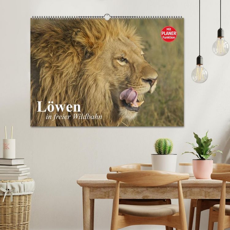 Produktbild: L&ouml;wen in freier Wildbahn (Wandkalender 2026 DIN A2 quer), CALVENDO Monatskalender
