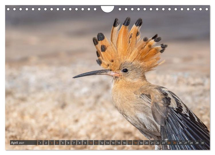 Produktbild: Die sch&ouml;nsten Brutv&ouml;gel Lanzarotes (Wandkalender 2027 DIN A4 quer), CALVENDO Monatskalender