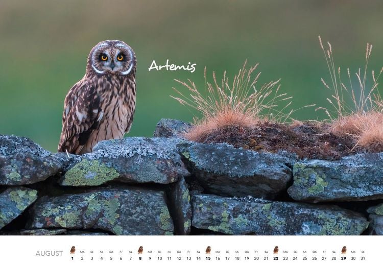 Produktbild: Eulen Kalender 2027