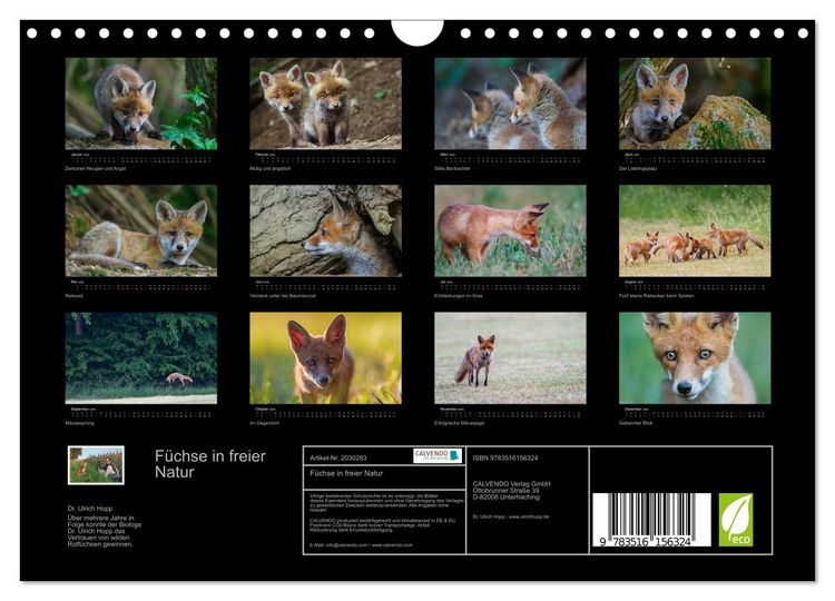 Produktbild: F&uuml;chse in freier Natur (Wandkalender 2026 DIN A4 quer), CALVENDO Monatskalender