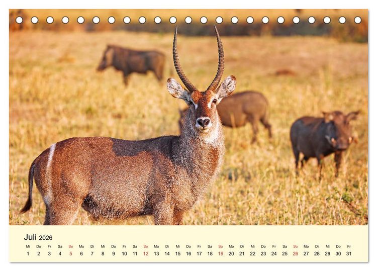 Produktbild: Traumhaftes Malawi (Tischkalender 2026 DIN A5 quer), CALVENDO Monatskalender