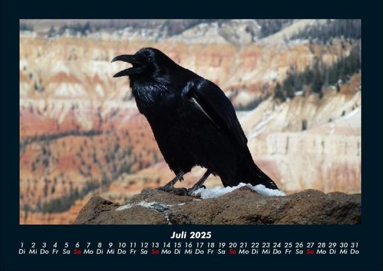 Produktbild: Tiere in der Wildnis 2025 Fotokalender DIN A4