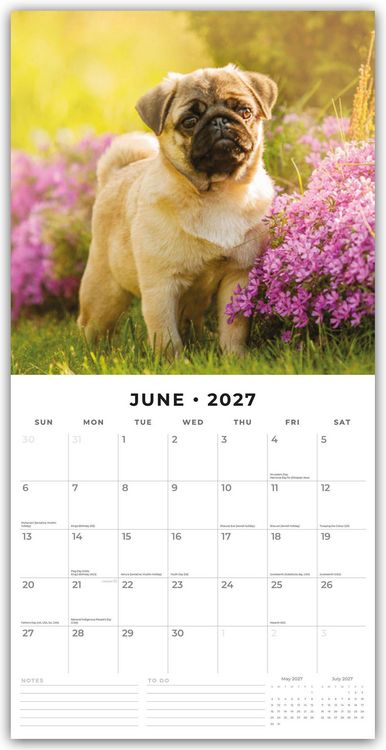 Produktbild: Pugs &ndash; Mops 2027 &ndash; 16-Monatskalender