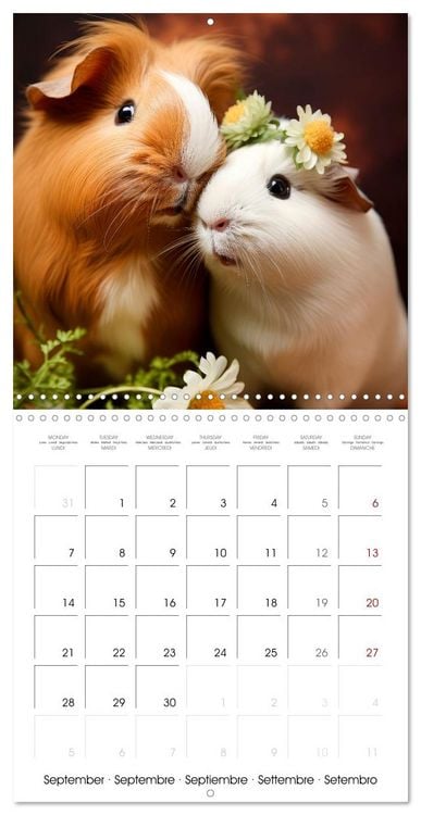 Produktbild: Sweet GUINEA PIGS (Wall Calendar 2026 12 &times; 12 Inch) CALVENDO 12 Month Wall Calendar