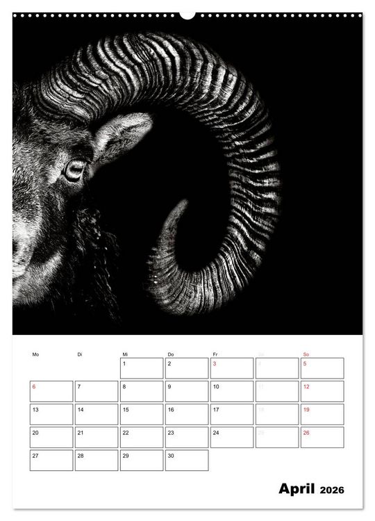 Produktbild: Charakterk&ouml;pfe aus der Welt der Tiere (hochwertiger Premium Wandkalender 2026 DIN A2 hoch), Kunstdruck in Hochglanz