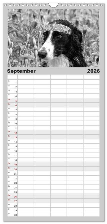 Produktbild: Familienplaner 2026 - H&uuml;tehunde mit 5 Spalten (Wandkalender, 21 x 45 cm) CALVENDO