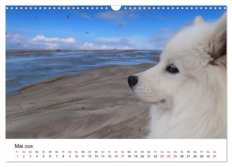 Produktbild: Ein Samojede am Meer (Wandkalender 2026 DIN A3 quer), CALVENDO Monatskalender
