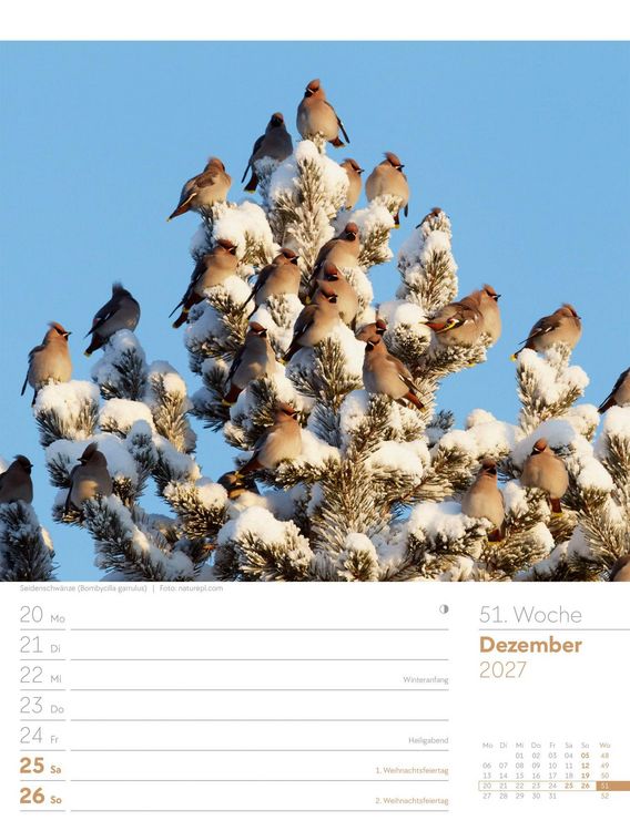Produktbild: V&ouml;gel Wochenplaner Kalender 2027