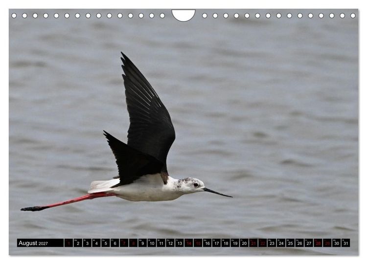 Produktbild: Mallorcas V&ouml;gel (Wandkalender 2027 DIN A4 quer), CALVENDO Monatskalender