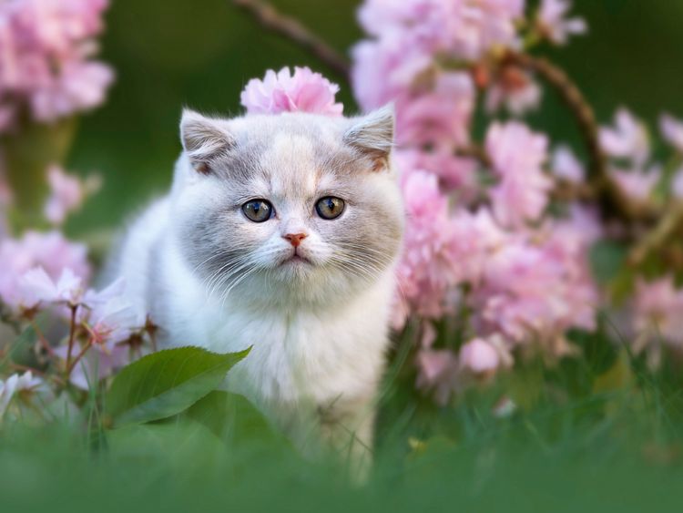 Produktbild: CALVENDO Puzzle Katzenkind auf Blumenwiese 1000 Teile Lege-Gr&ouml;&szlig;e 64 x 48 cm Foto-Puzzle Bild von Janina B&uuml;rger