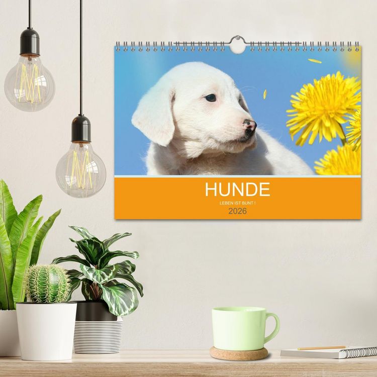 Produktbild: HUNDE LEBEN IST BUNT (Wandkalender 2026 DIN A4 quer), CALVENDO Monatskalender