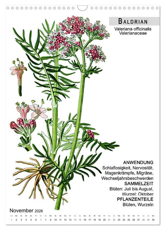 Produktbild: Heilpflanzen (Wandkalender 2026 DIN A3 hoch), CALVENDO Monatskalender