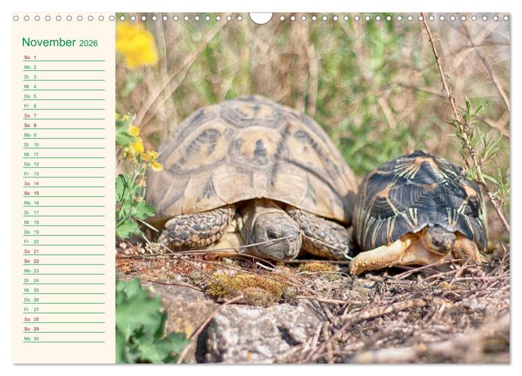 Produktbild: Meine Schildkr&ouml;ten - Geburtstagskalender (Wandkalender 2026 DIN A3 quer), CALVENDO Monatskalender