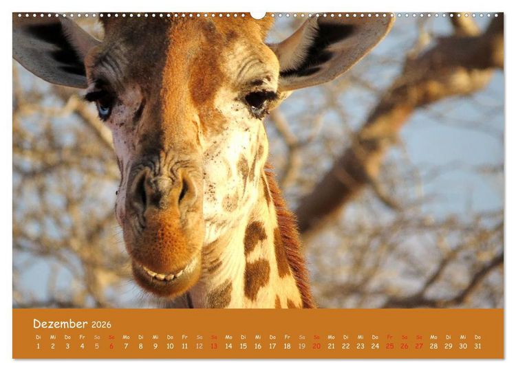 Produktbild: Auge in Auge mit den Tieren Afrikas (hochwertiger Premium Wandkalender 2026 DIN A2 quer), Kunstdruck in Hochglanz