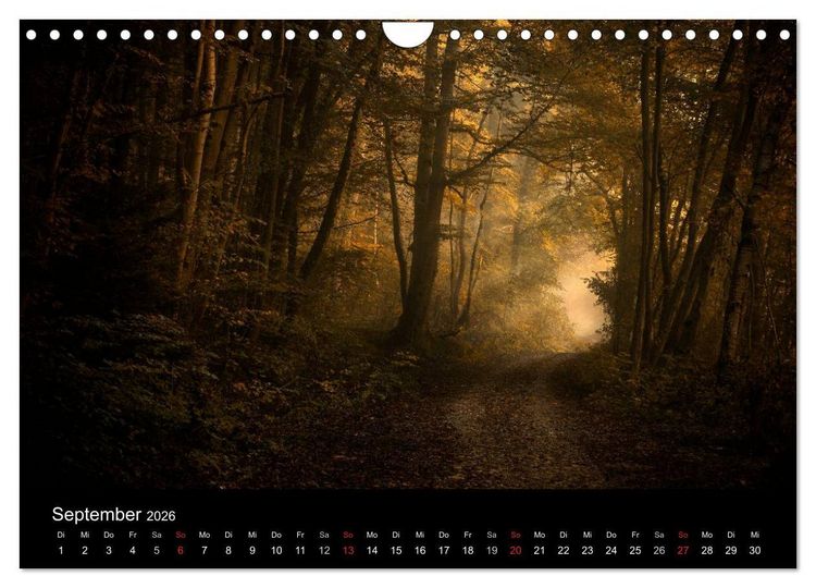 Produktbild: Mysterium Wald (Wandkalender 2026 DIN A4 quer), CALVENDO Monatskalender